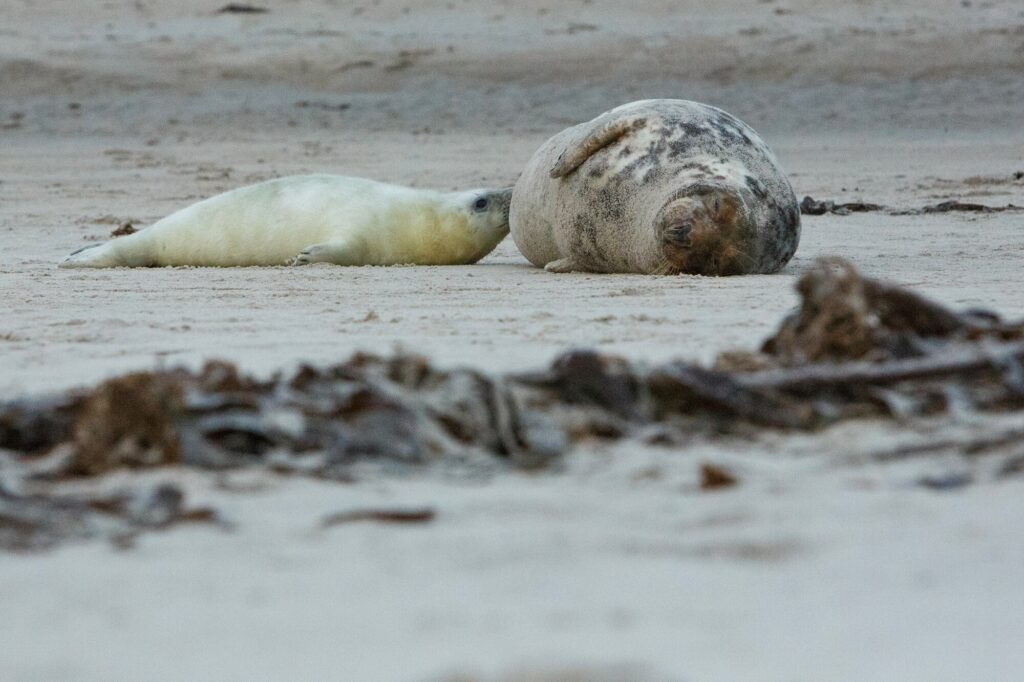 "De zeehondenopvang in Pieterburen, waar een verzorger liefdevol een zeehond verzorgt in een buitenbad, symbool voor meer dan vijftig jaar toewijding aan de zorg voor dieren."